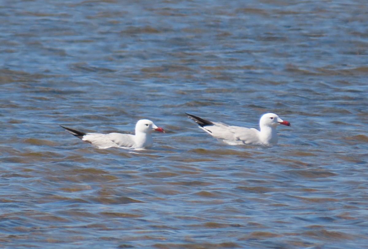 Gaviota de Audouin - ML336964041