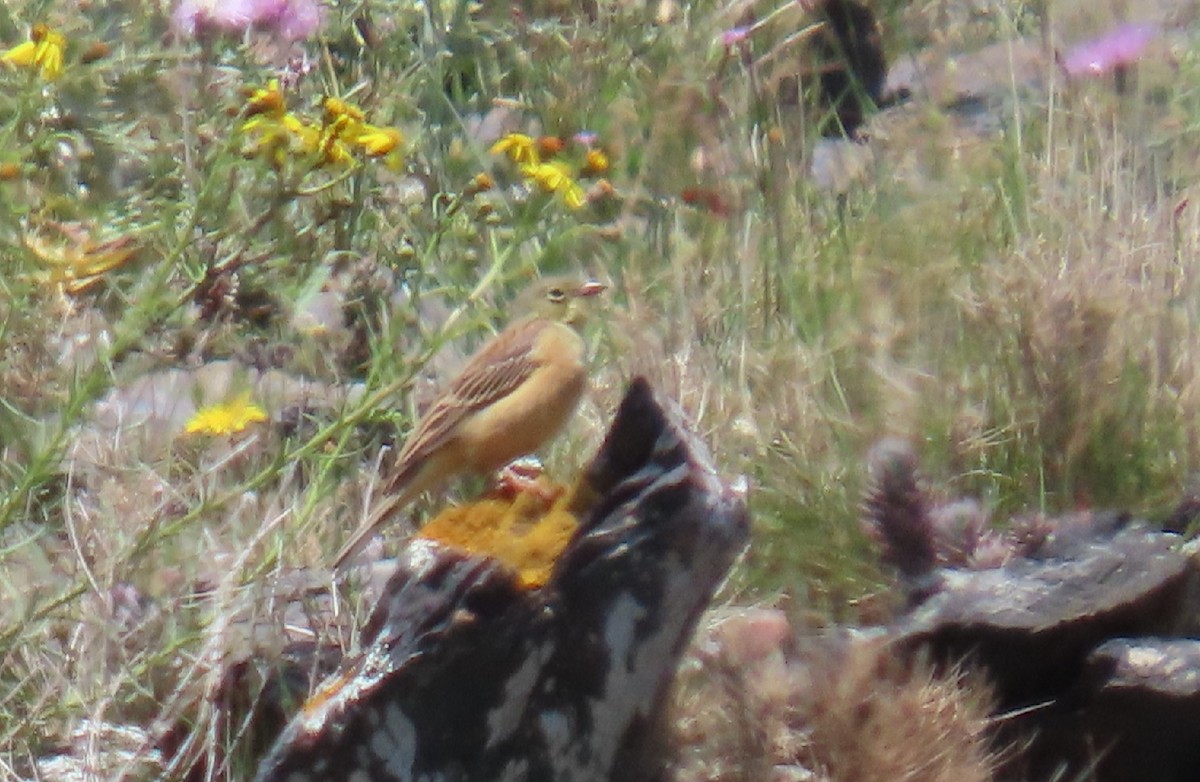 Ortolan Bunting - ML336964561