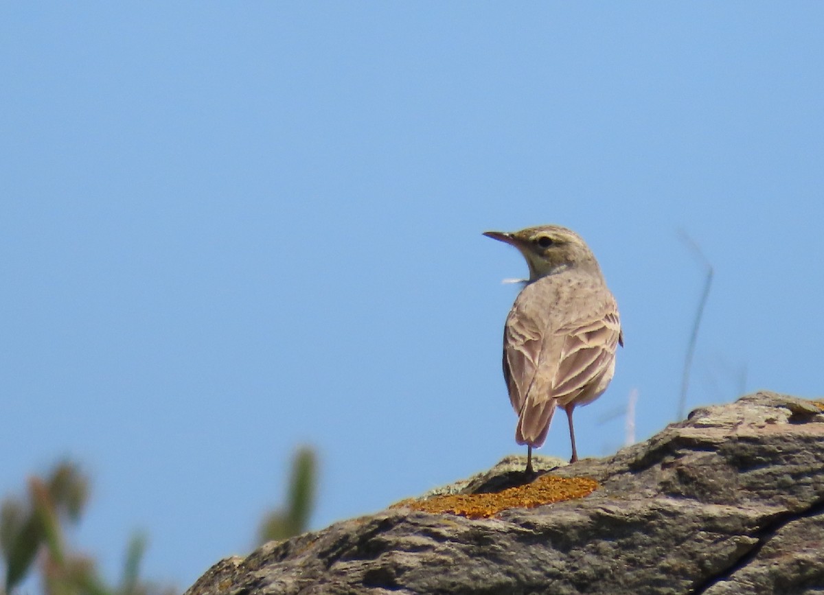 Bisbita Campestre - ML336964891