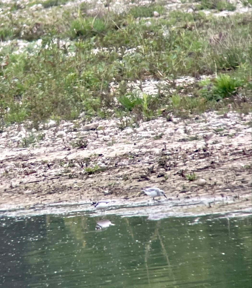 Sanderling - ML336964951
