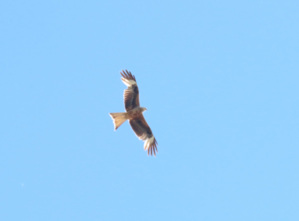 Red Kite - ML336965131