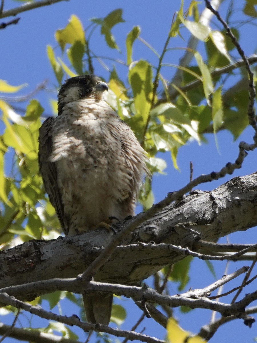 Peregrine Falcon - ML336965621