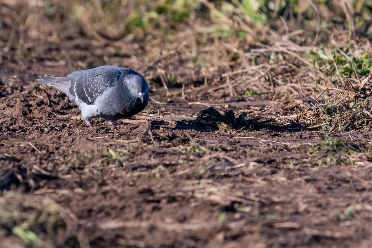 Rock Pigeon (Feral Pigeon) - ML336965751