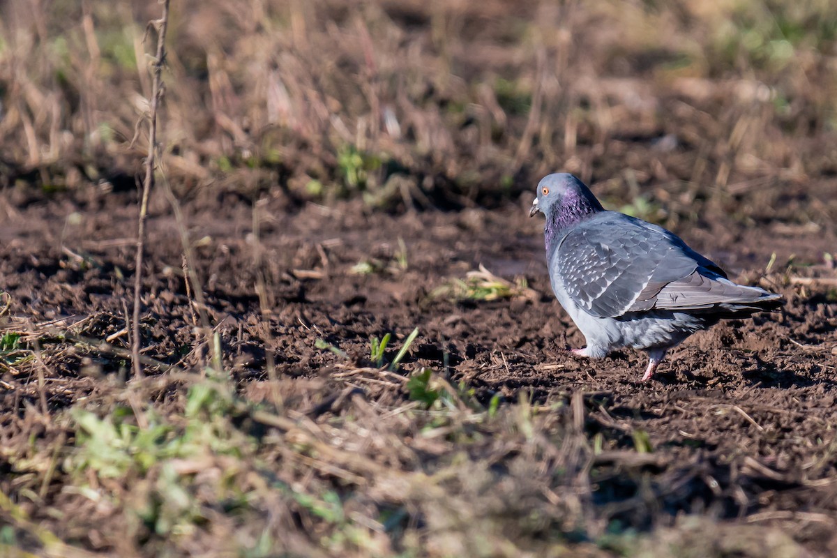 Rock Pigeon (Feral Pigeon) - ML336965761
