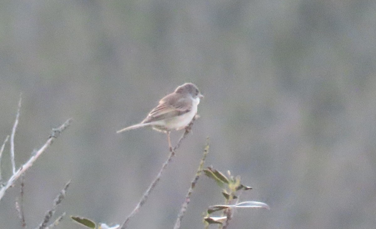Greater Whitethroat - ML336965861