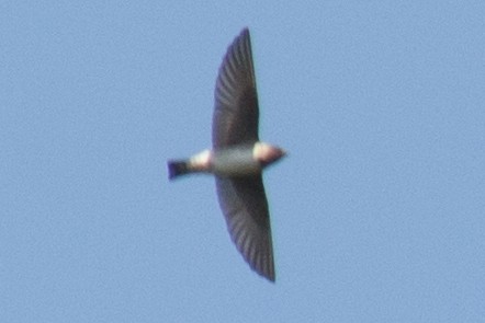 Cliff Swallow - David Brown