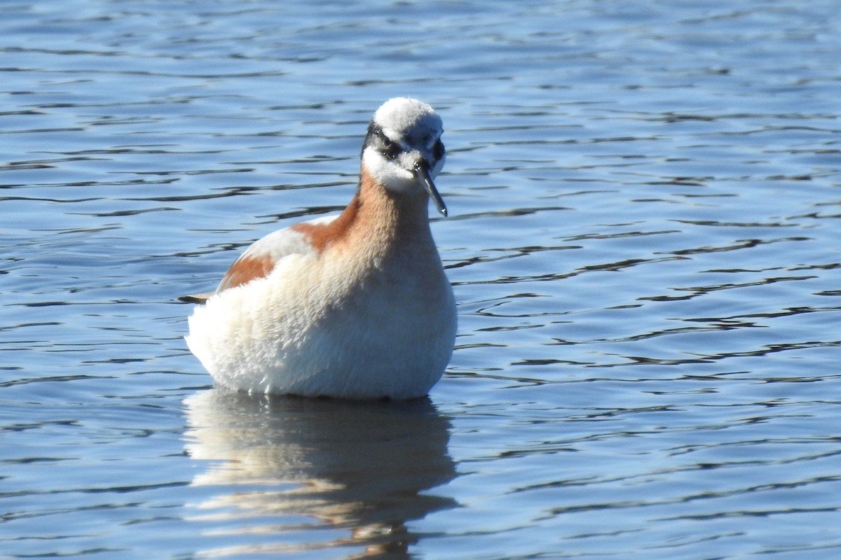 Wilson's Phalarope - Dan Belter