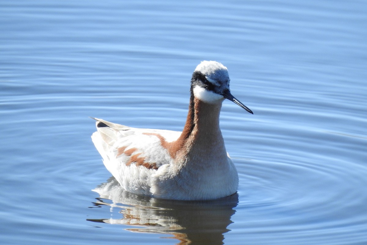 Wilson's Phalarope - Dan Belter