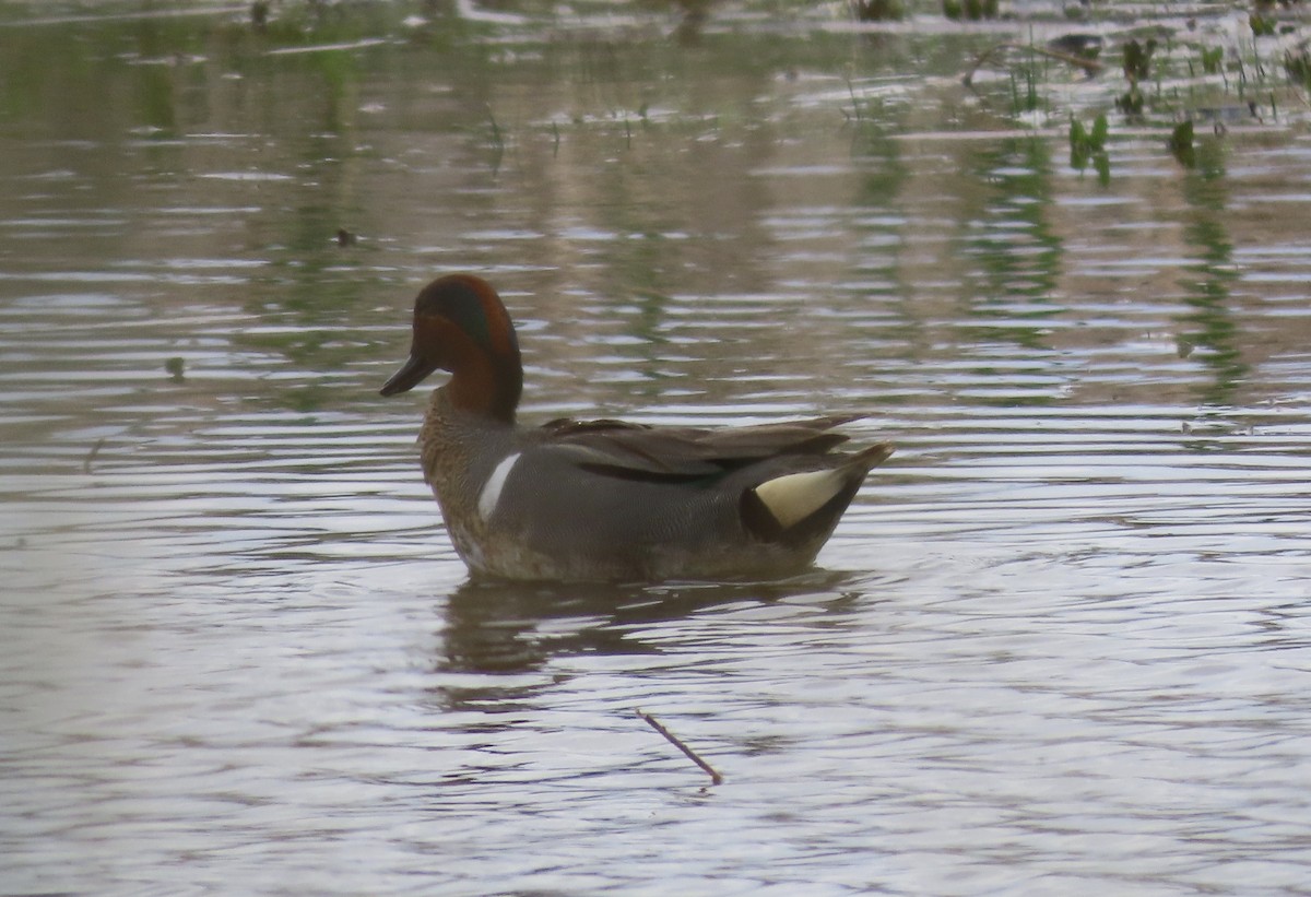 Green-winged Teal - ML336968191
