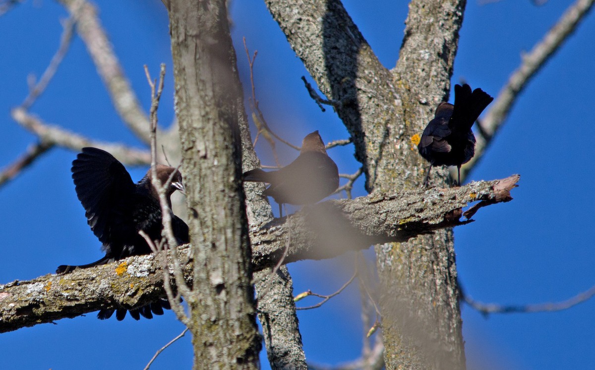 Brown-headed Cowbird - Julie MacDonald