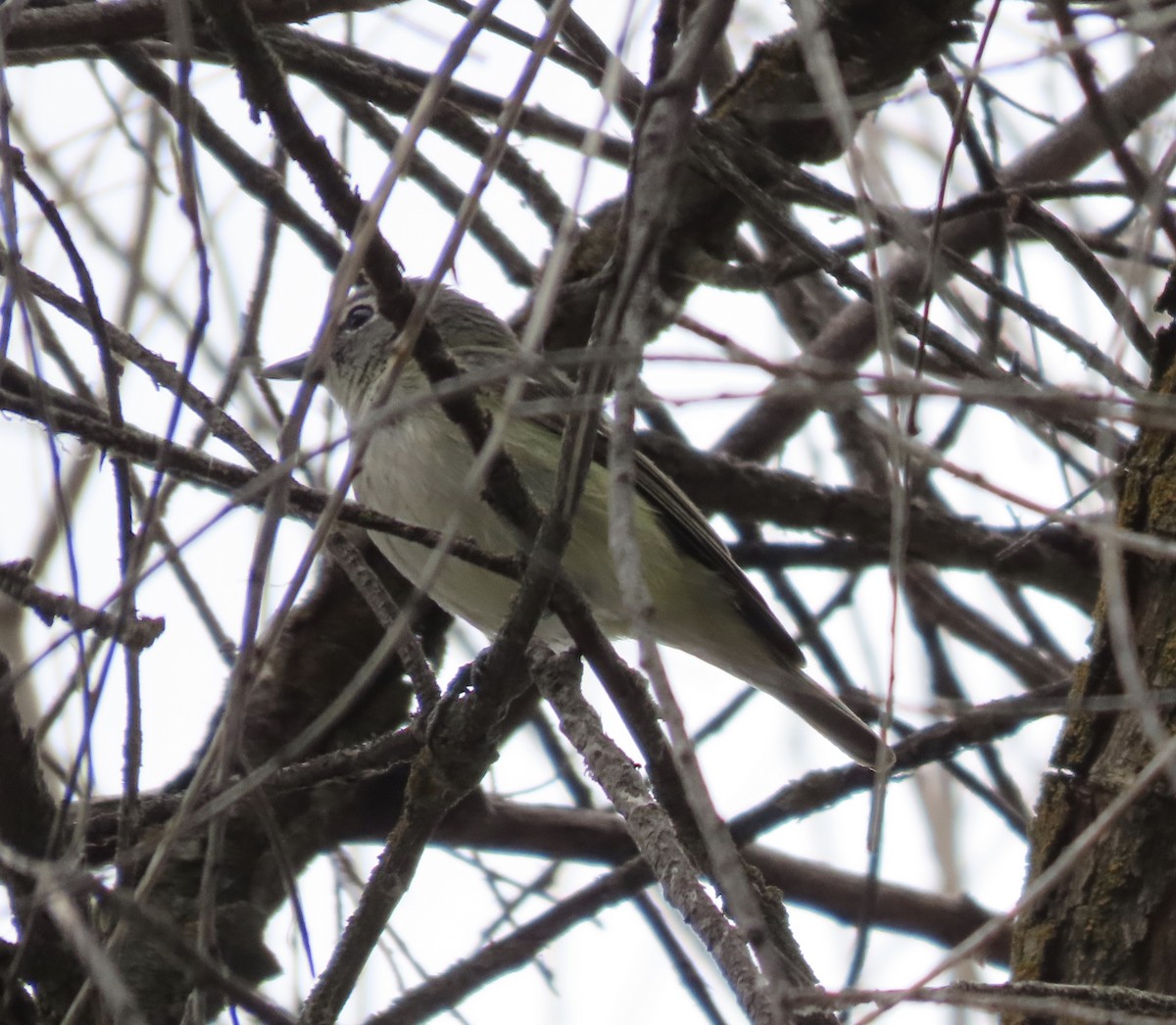 Cassin's Vireo - ML336968291