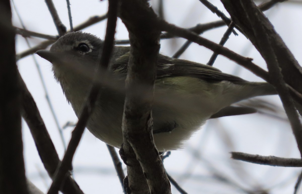 Cassin's Vireo - ML336968301