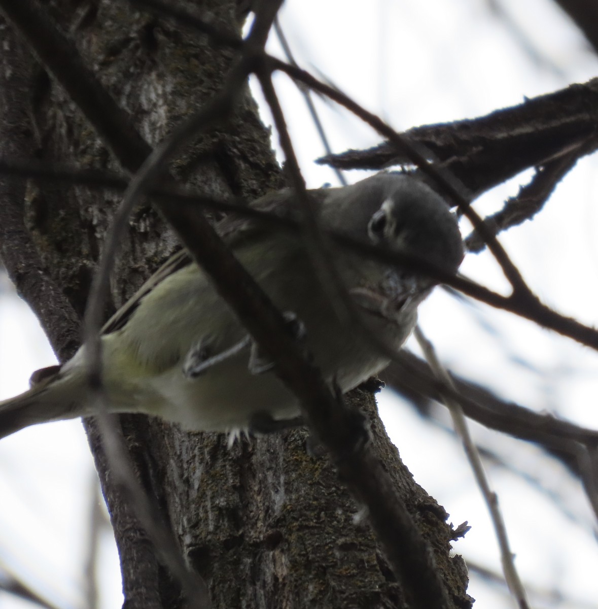 Cassin's Vireo - ML336968311