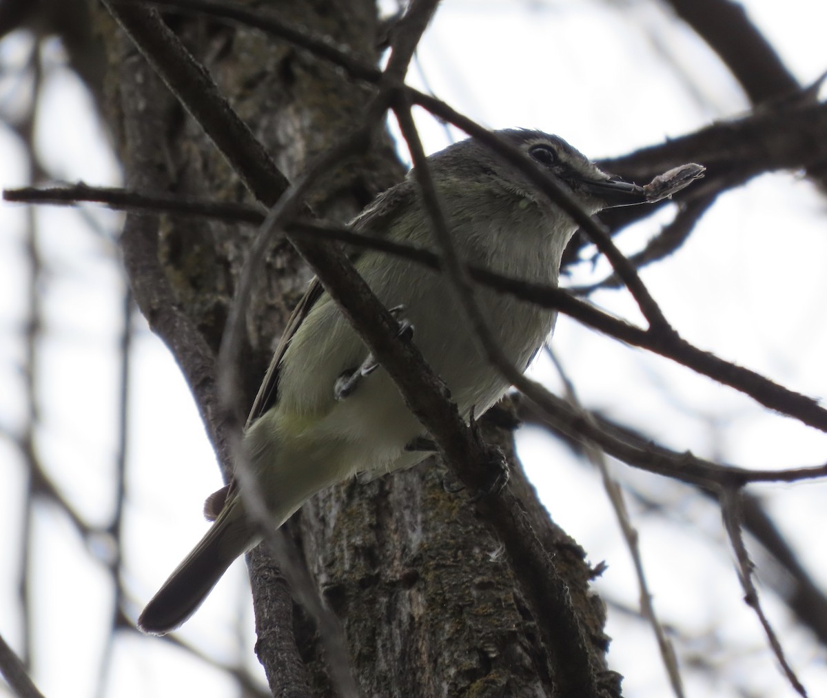 Cassin's Vireo - ML336968321