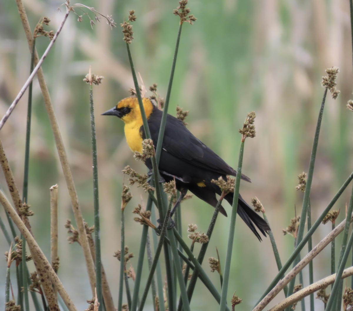 Yellow-headed Blackbird - ML336968461