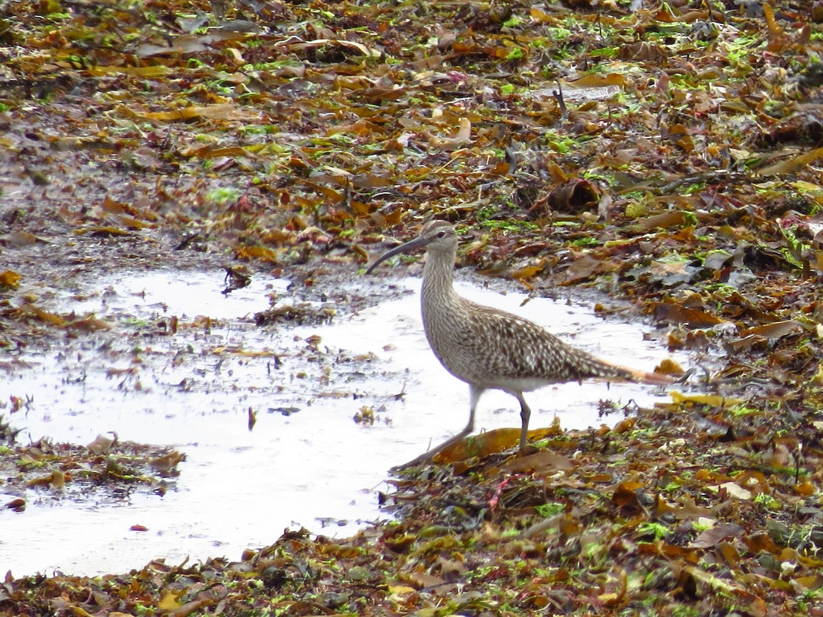 Whimbrel - ML336971471