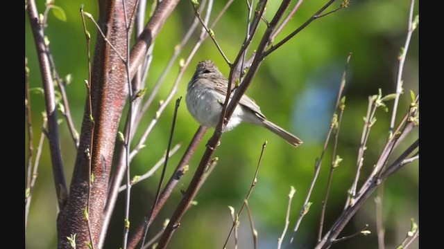 Brewer's Sparrow - ML336972241