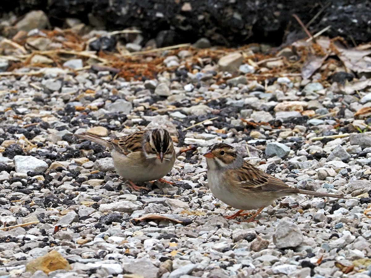 Clay-colored Sparrow - Gary Mueller