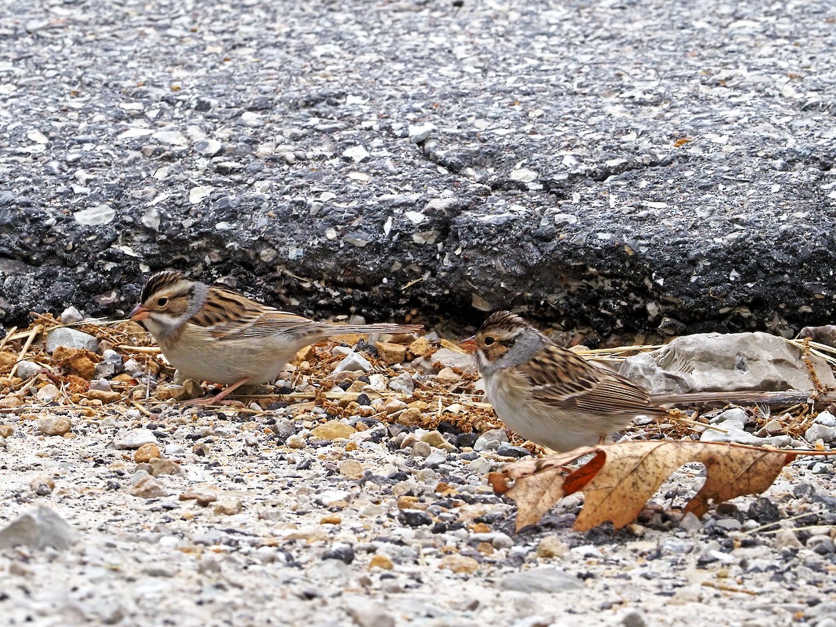 Clay-colored Sparrow - Gary Mueller