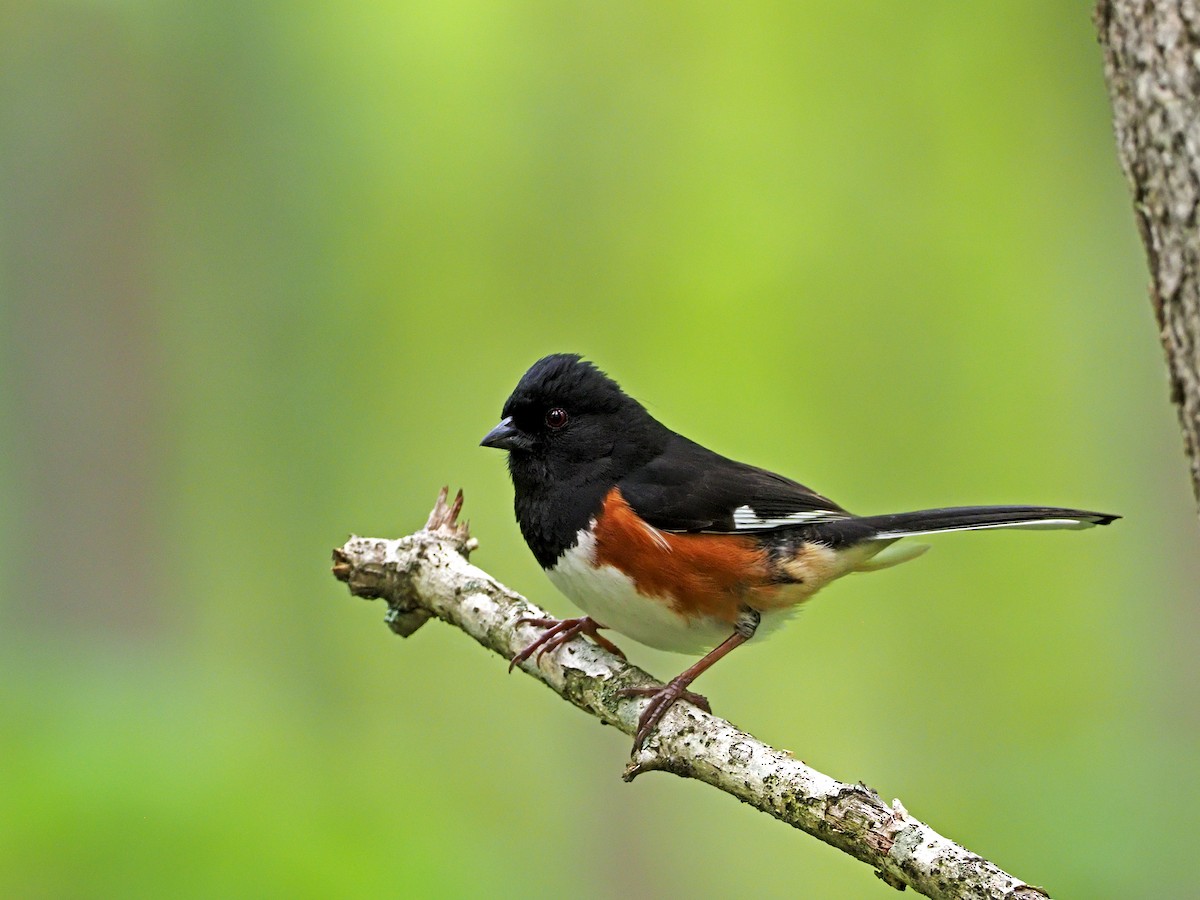 Eastern Towhee - ML336973771