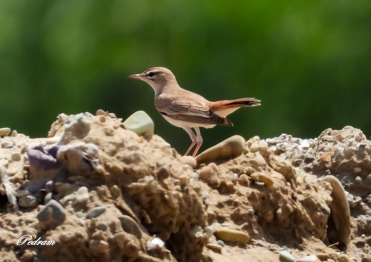 Rufous-tailed Scrub-Robin - Pedram Khalili