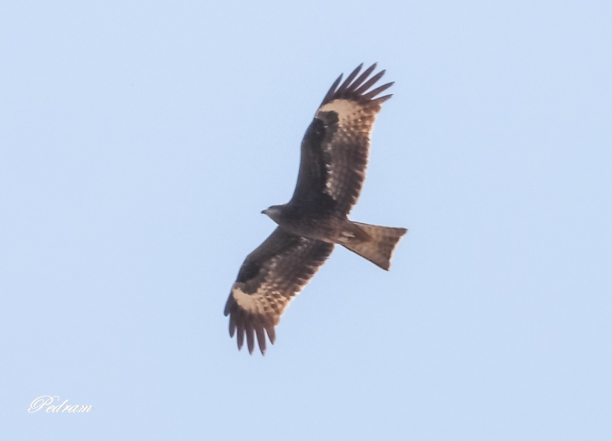 Black Kite - Pedram Khalili