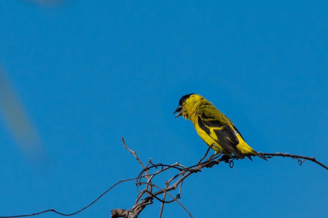 Yellow-faced Siskin - ML336975151