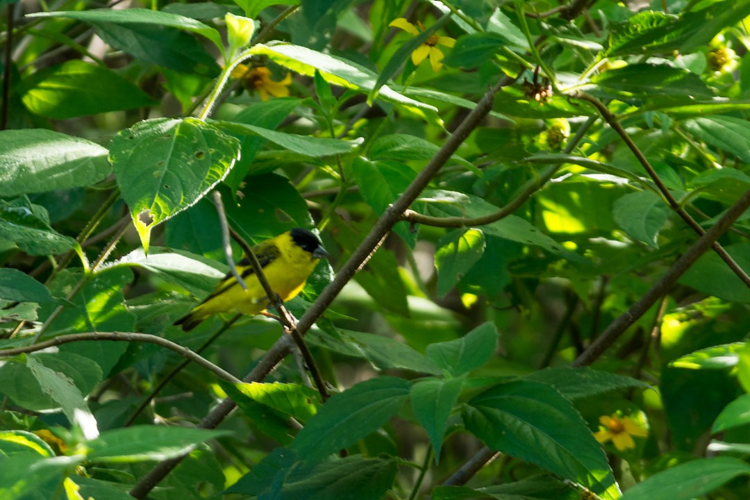 Yellow-faced Siskin - ML336975251