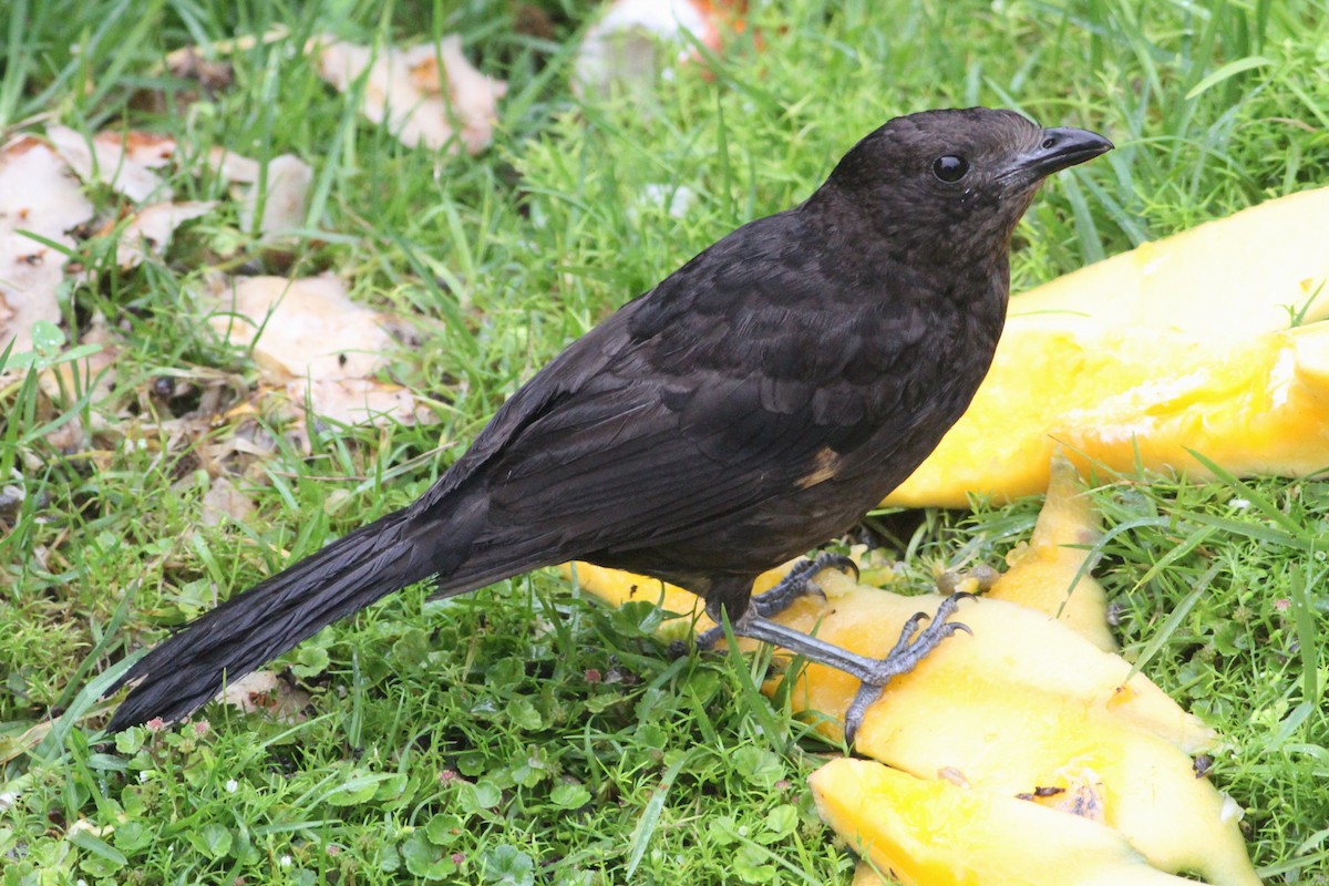 Archbold's Bowerbird - ML336976471