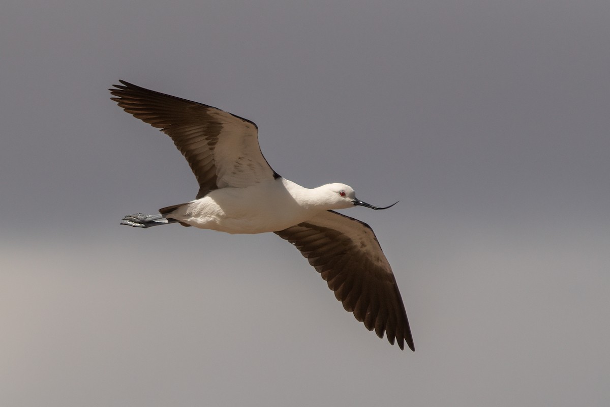 Andean Avocet - ML336977941