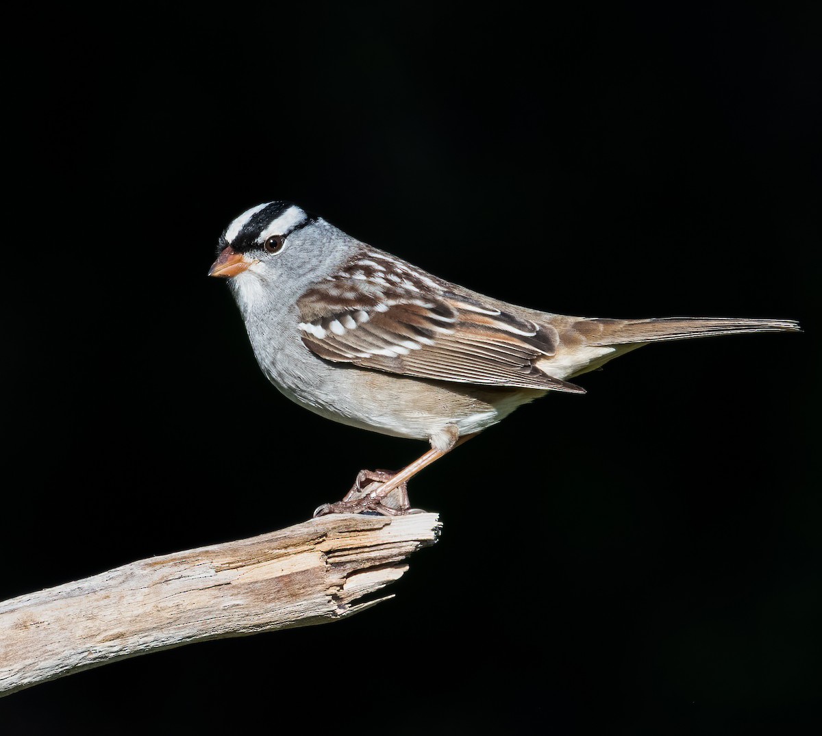 White-crowned Sparrow - ML336979021