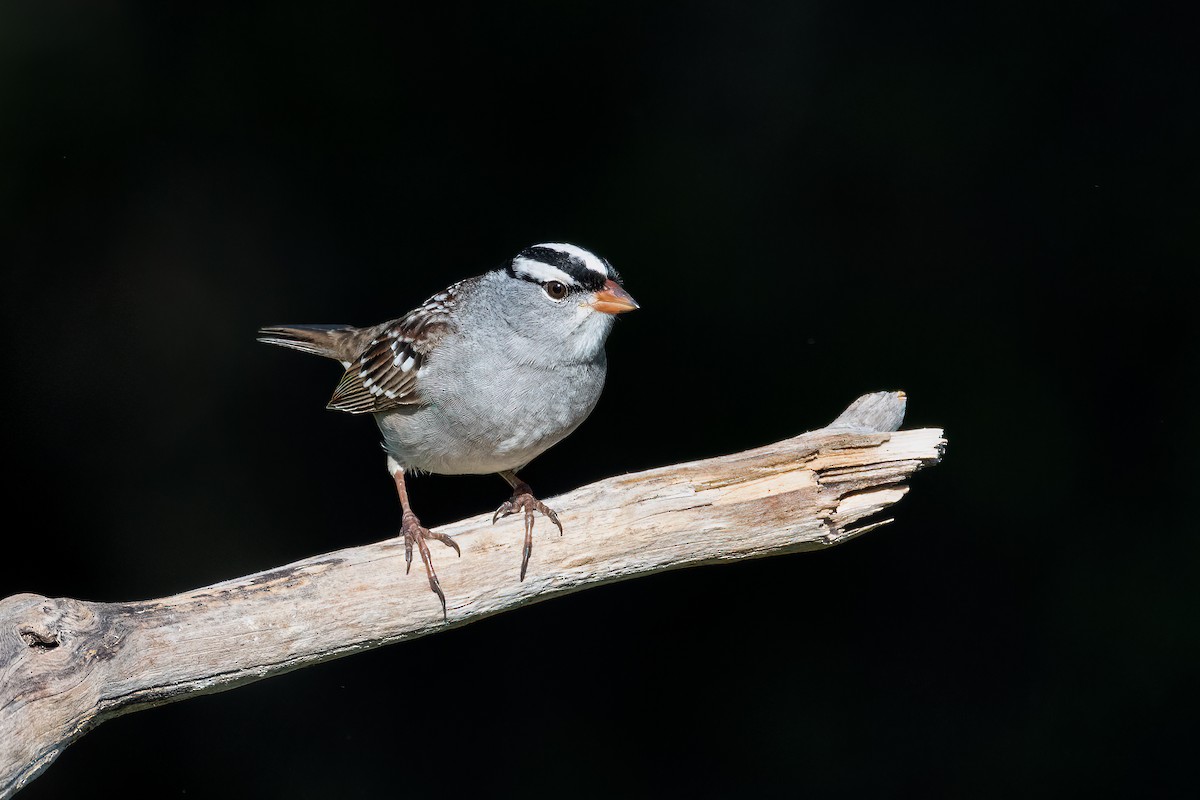 White-crowned Sparrow - Darryl Ryan