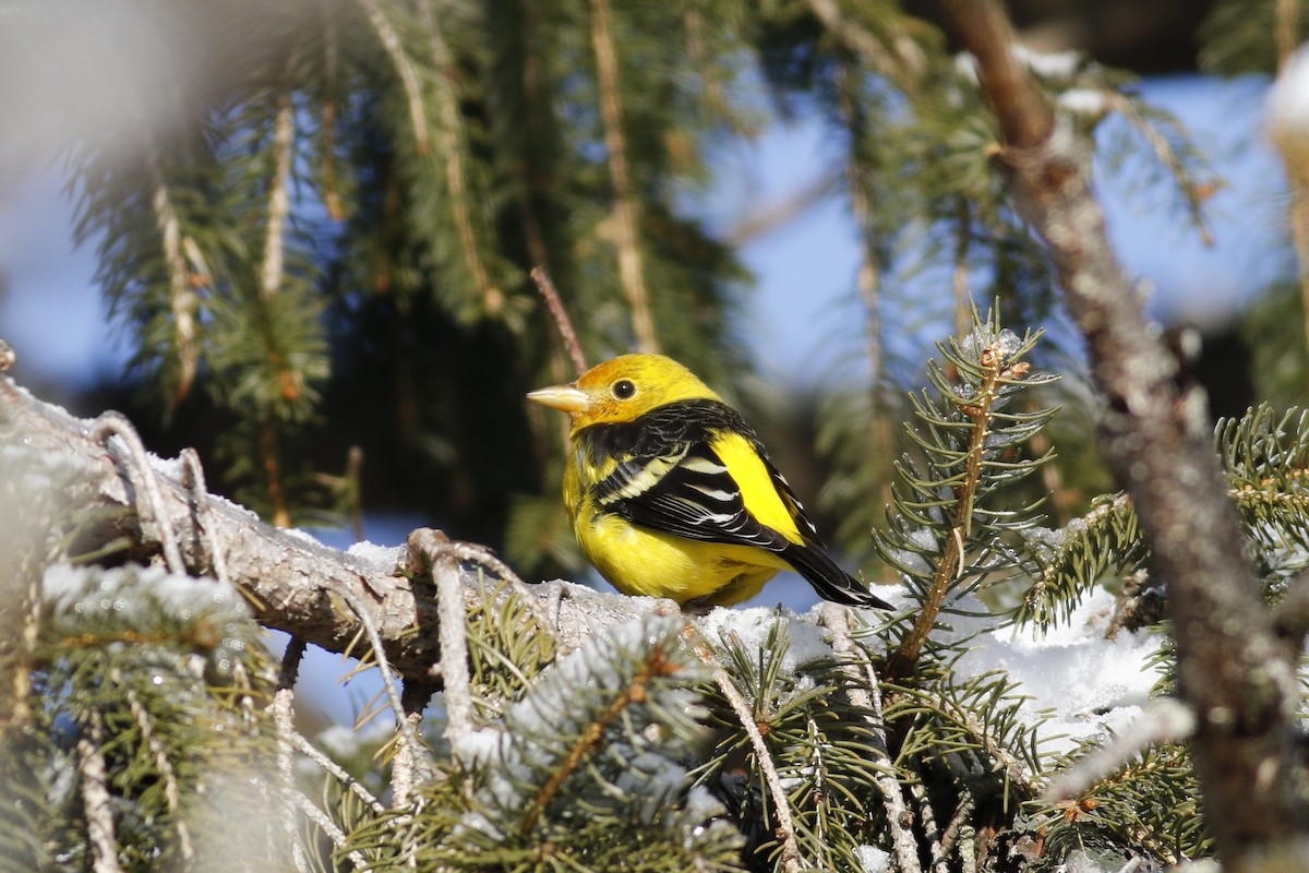Western Tanager - ML336979871