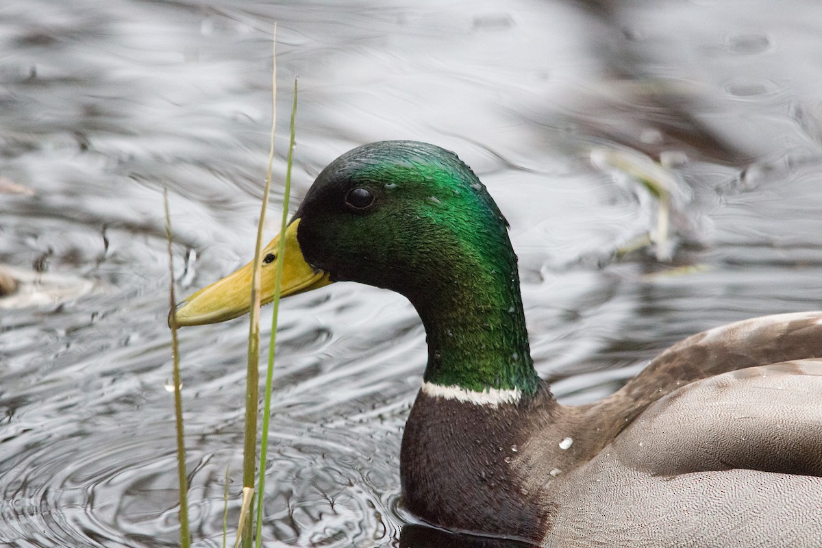 Canard colvert - ML336979921