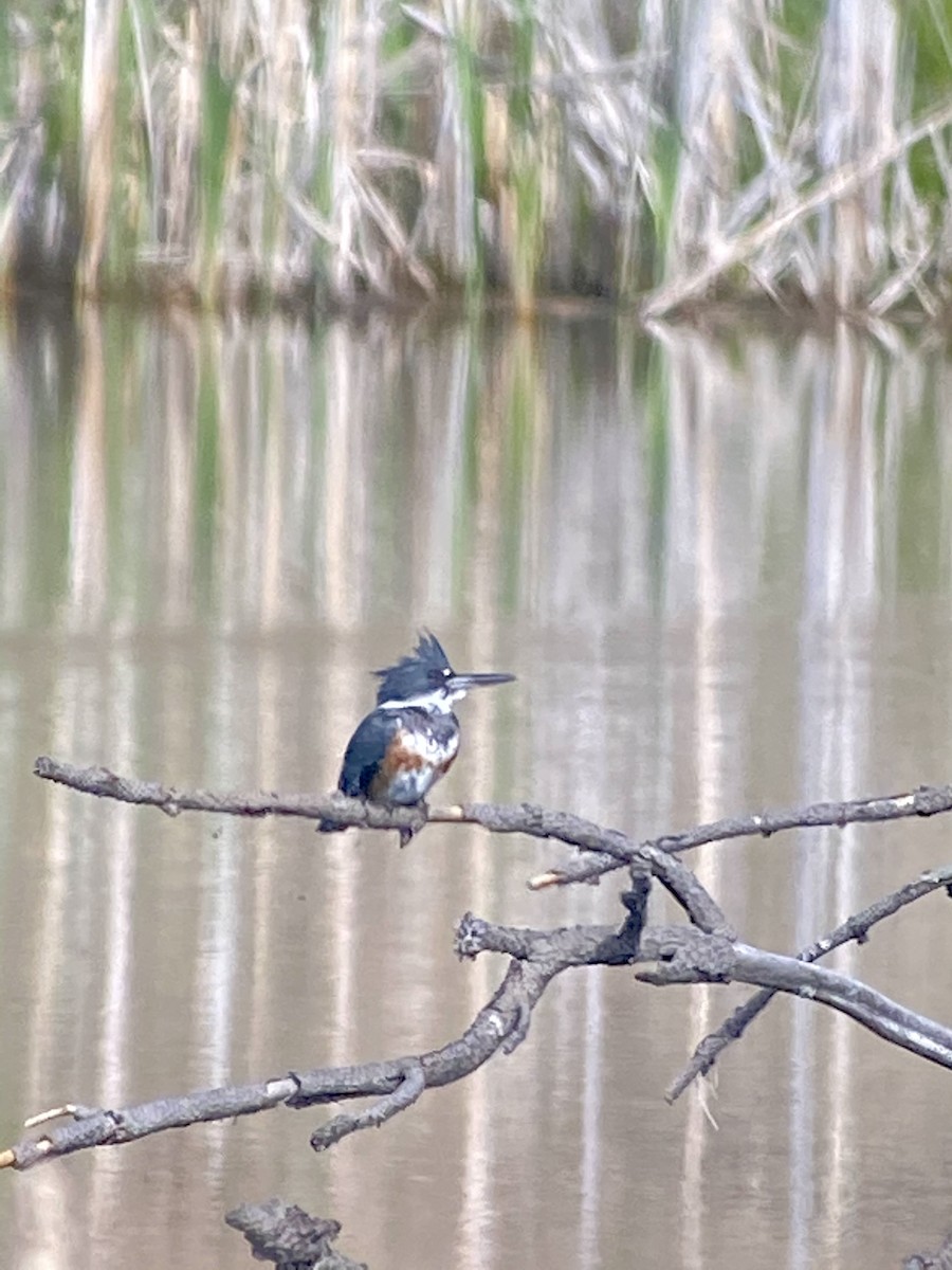 Belted Kingfisher - ML336980551