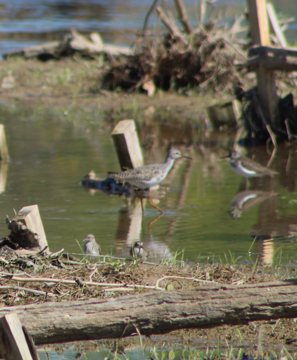 Least Sandpiper - Shreenidhi Prabhakaran