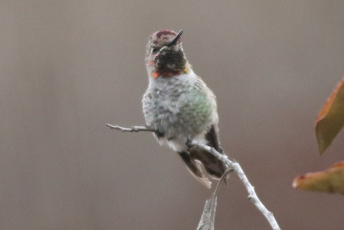 Anna's Hummingbird - Margaret Viens