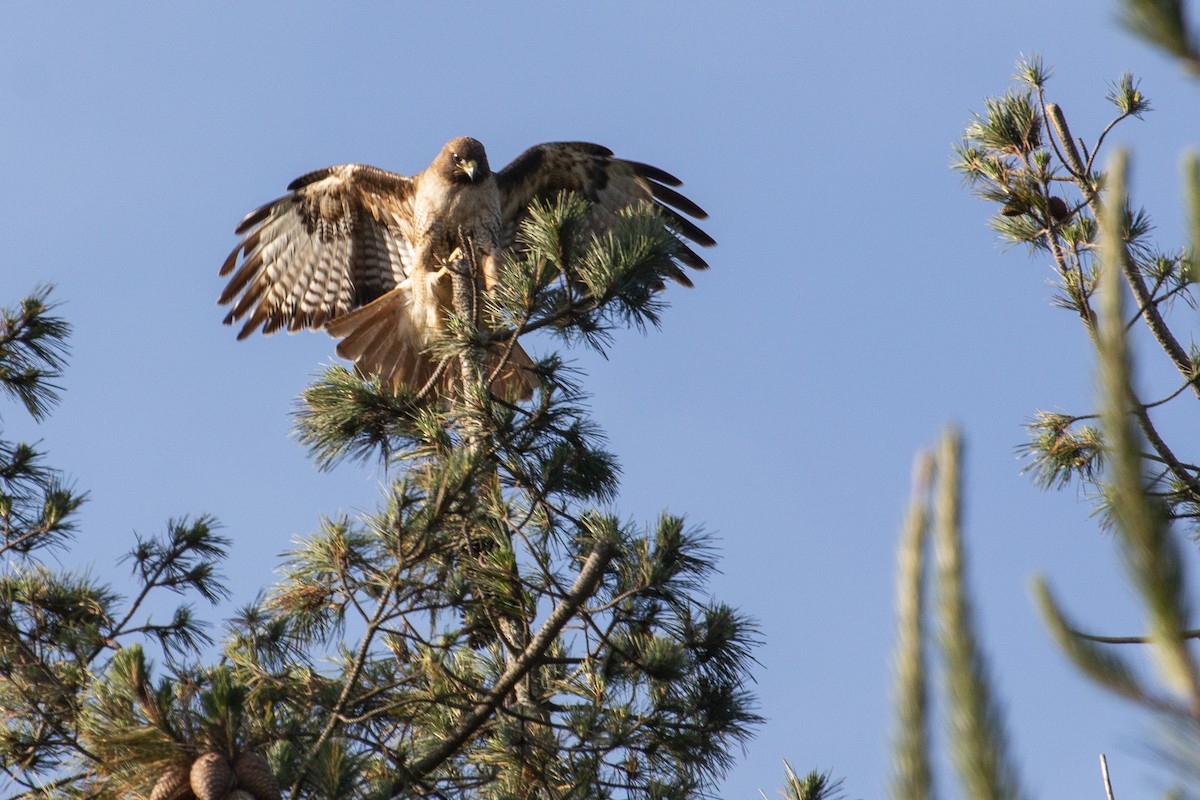 Red-tailed Hawk - ML336986141