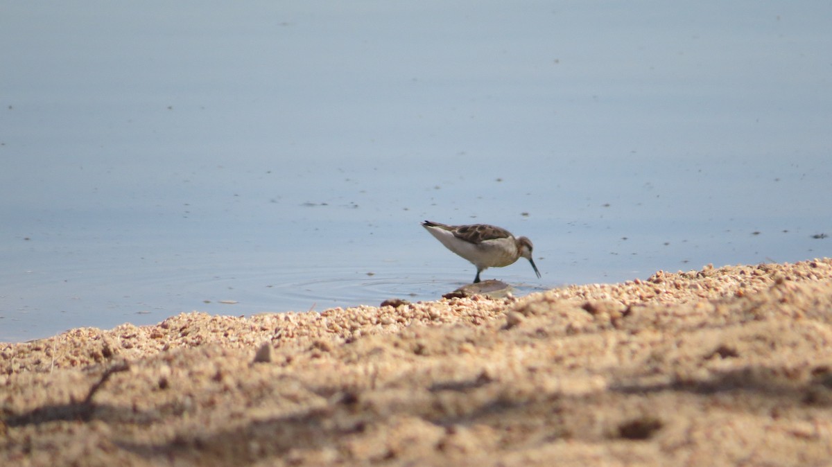 Wilson's Phalarope - ML336987061