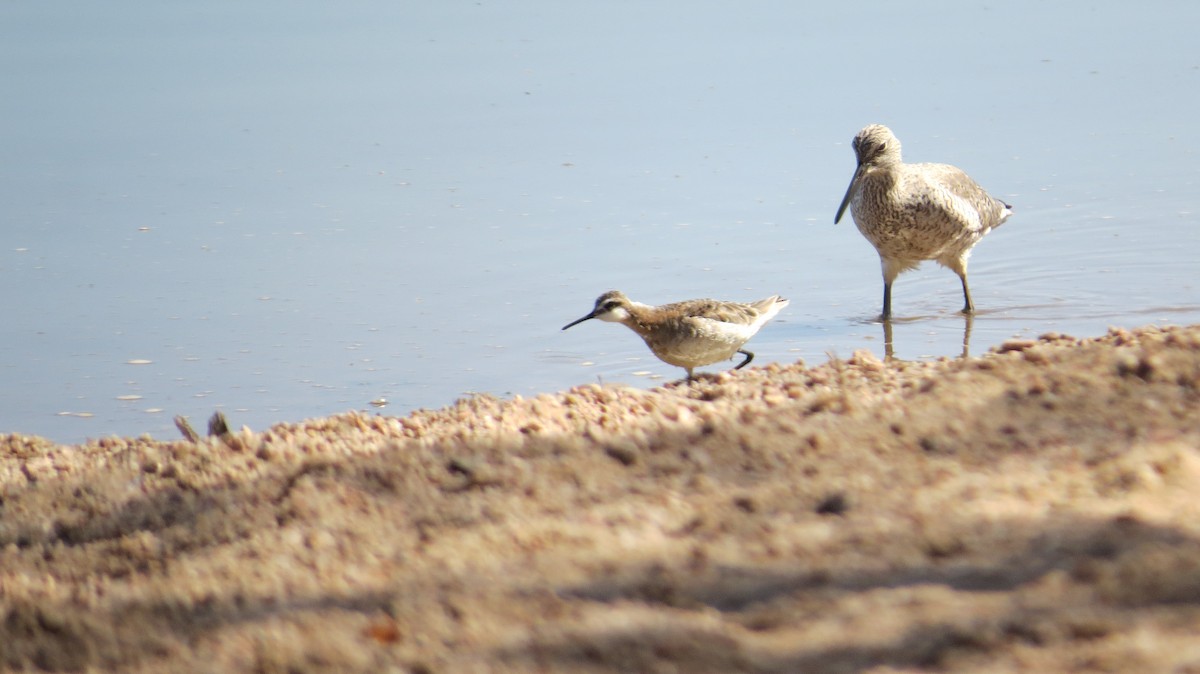 Wilson's Phalarope - ML336987151