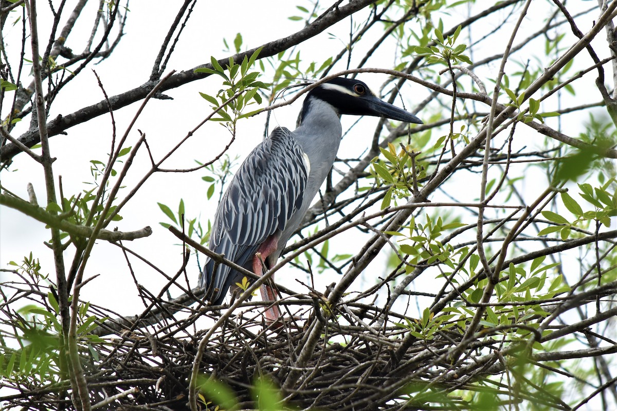 Yellow-crowned Night Heron - ML336987401