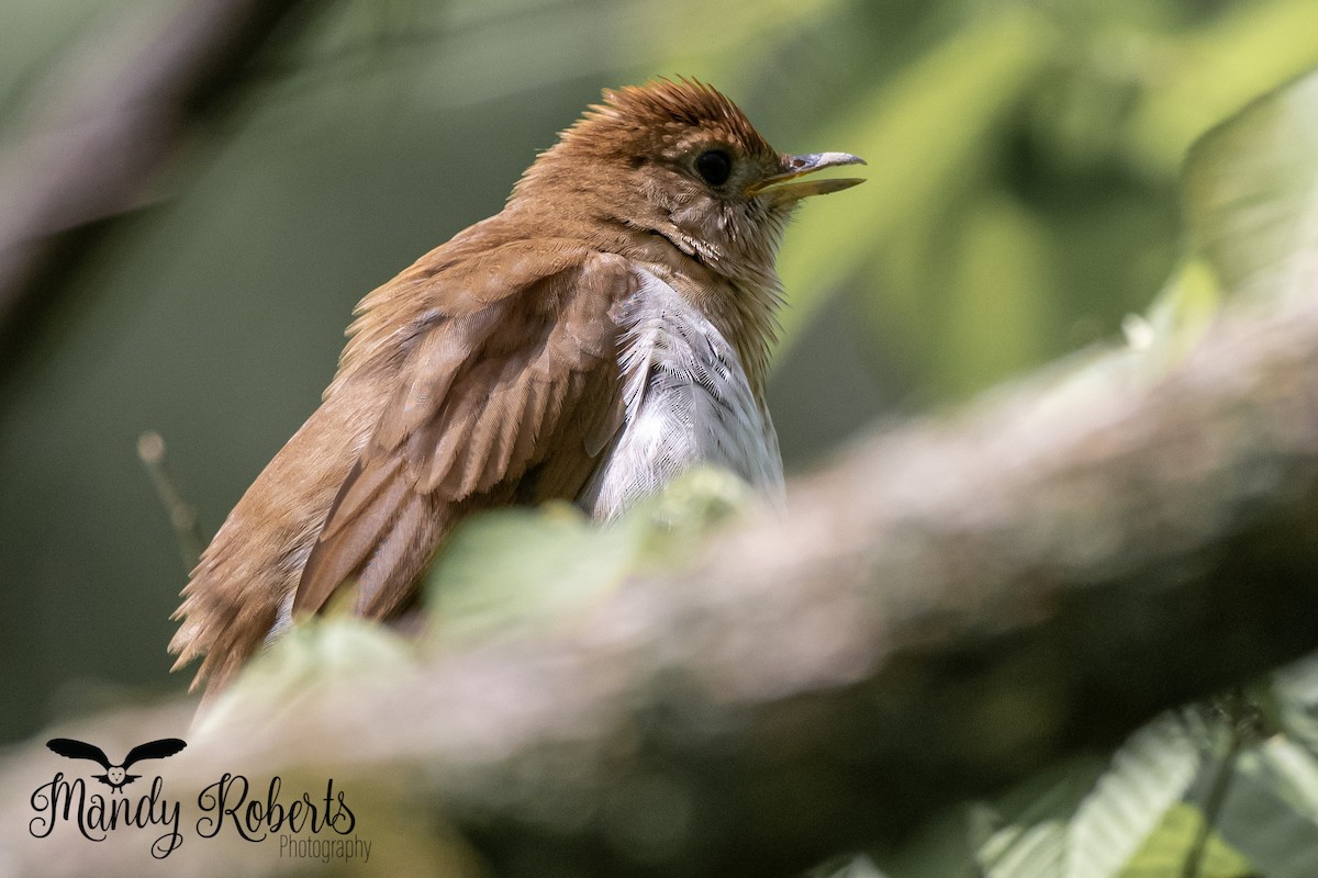 Veery - ML336987821