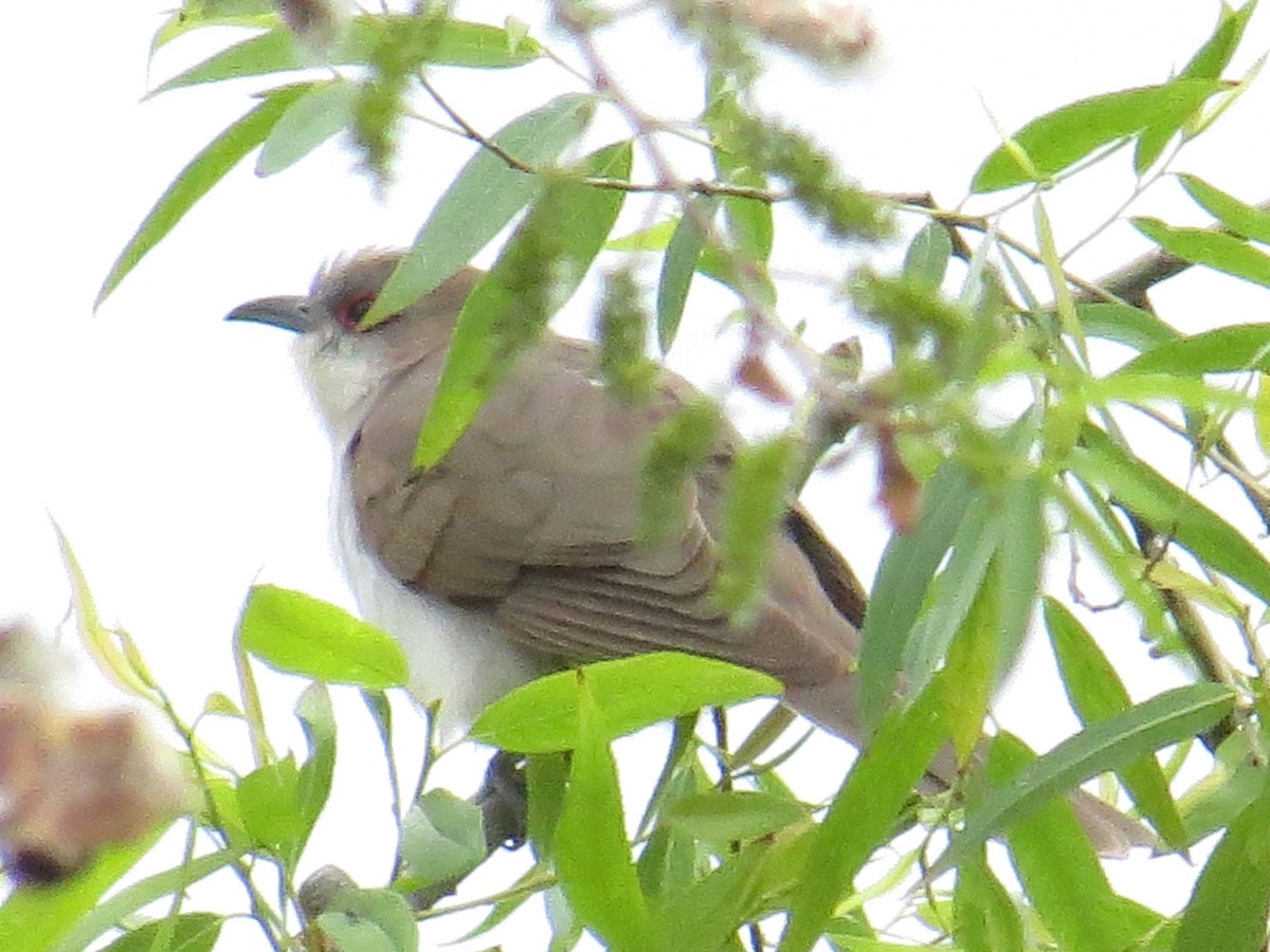 Black-billed Cuckoo - ML336988561