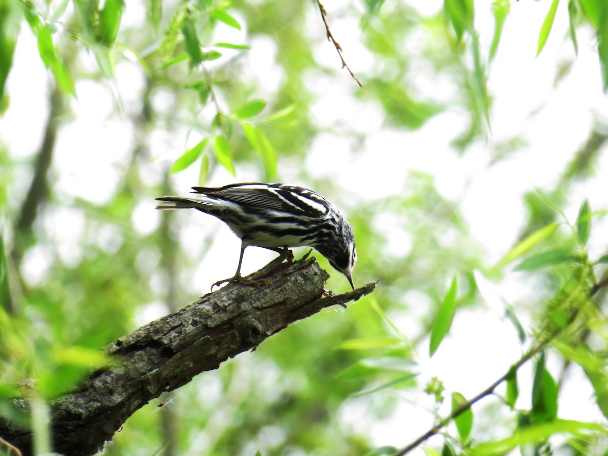 Black-and-white Warbler - ML336988711