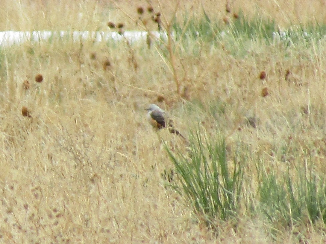 Scissor-tailed Flycatcher - ML336990191
