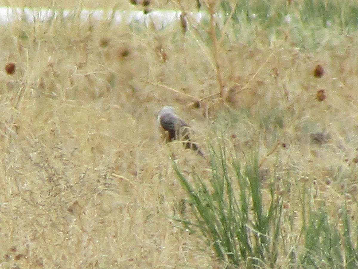 Scissor-tailed Flycatcher - ML336990221
