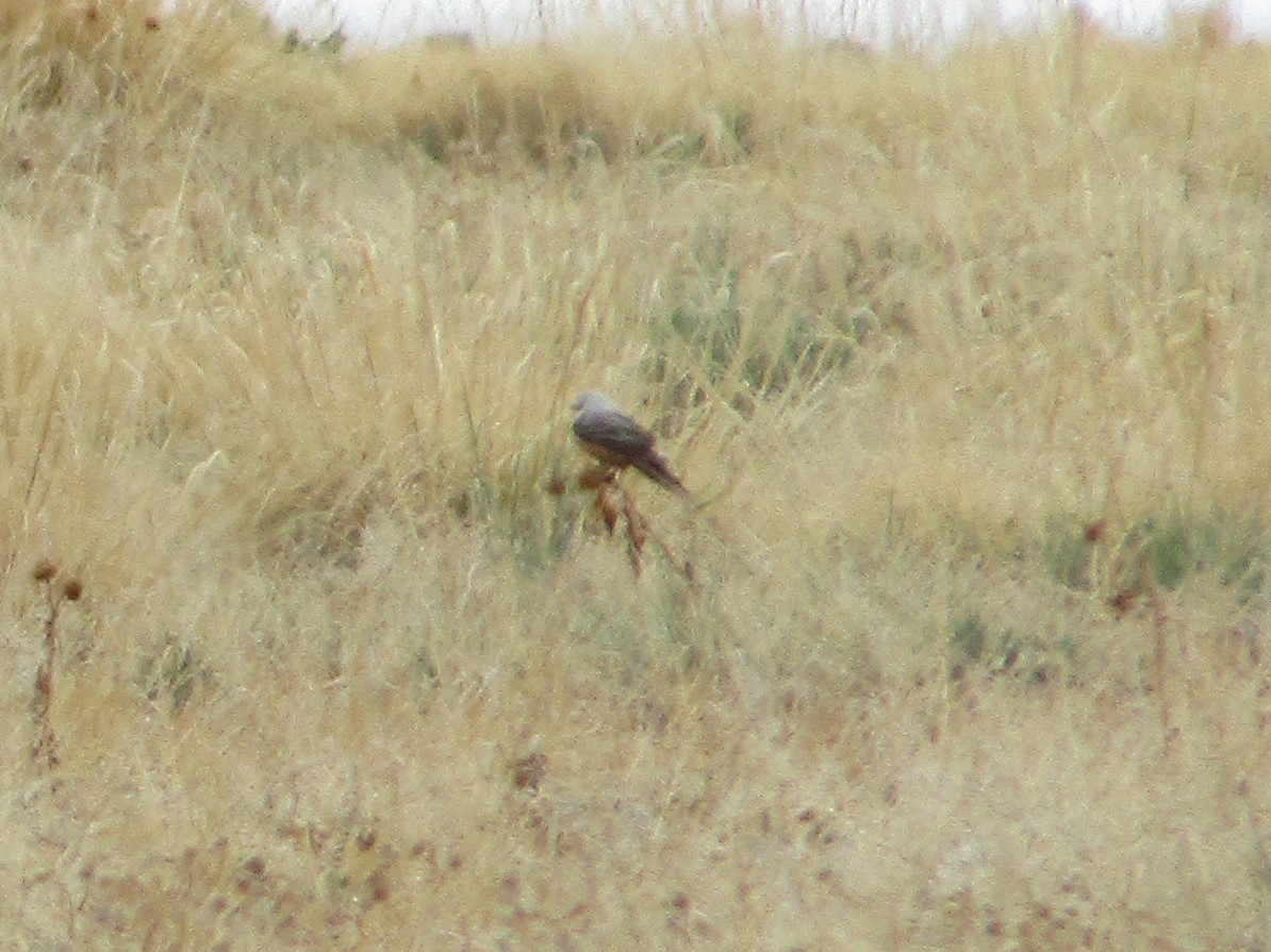 Scissor-tailed Flycatcher - ML336990351