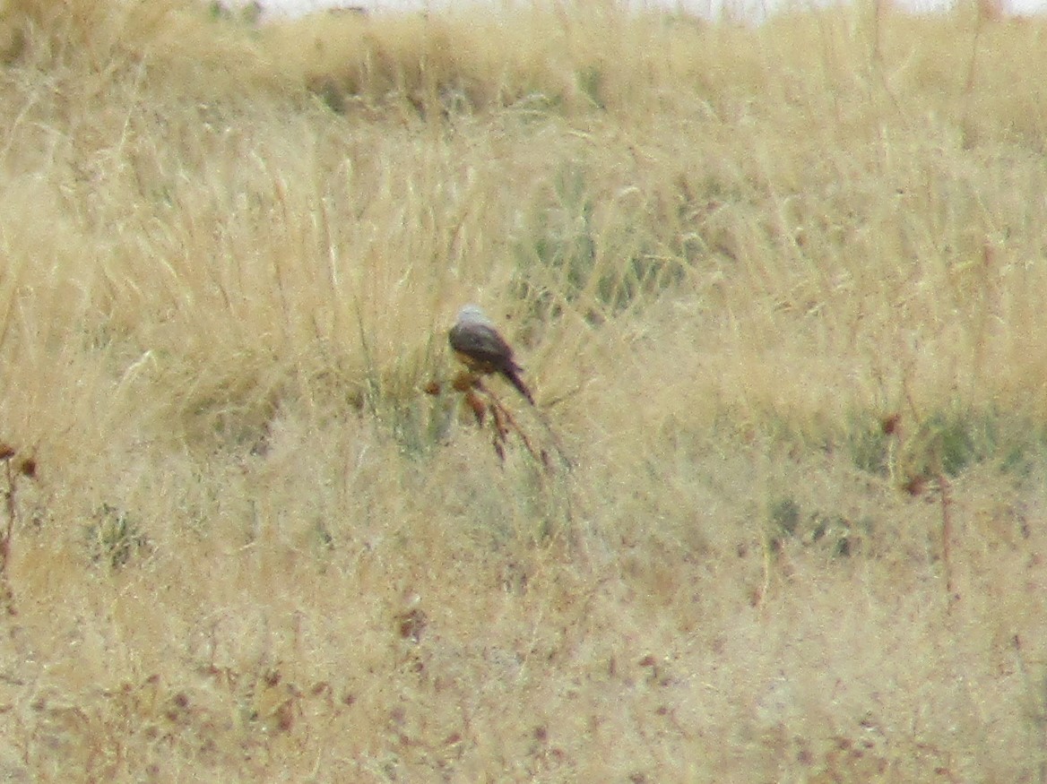 Scissor-tailed Flycatcher - ML336990361