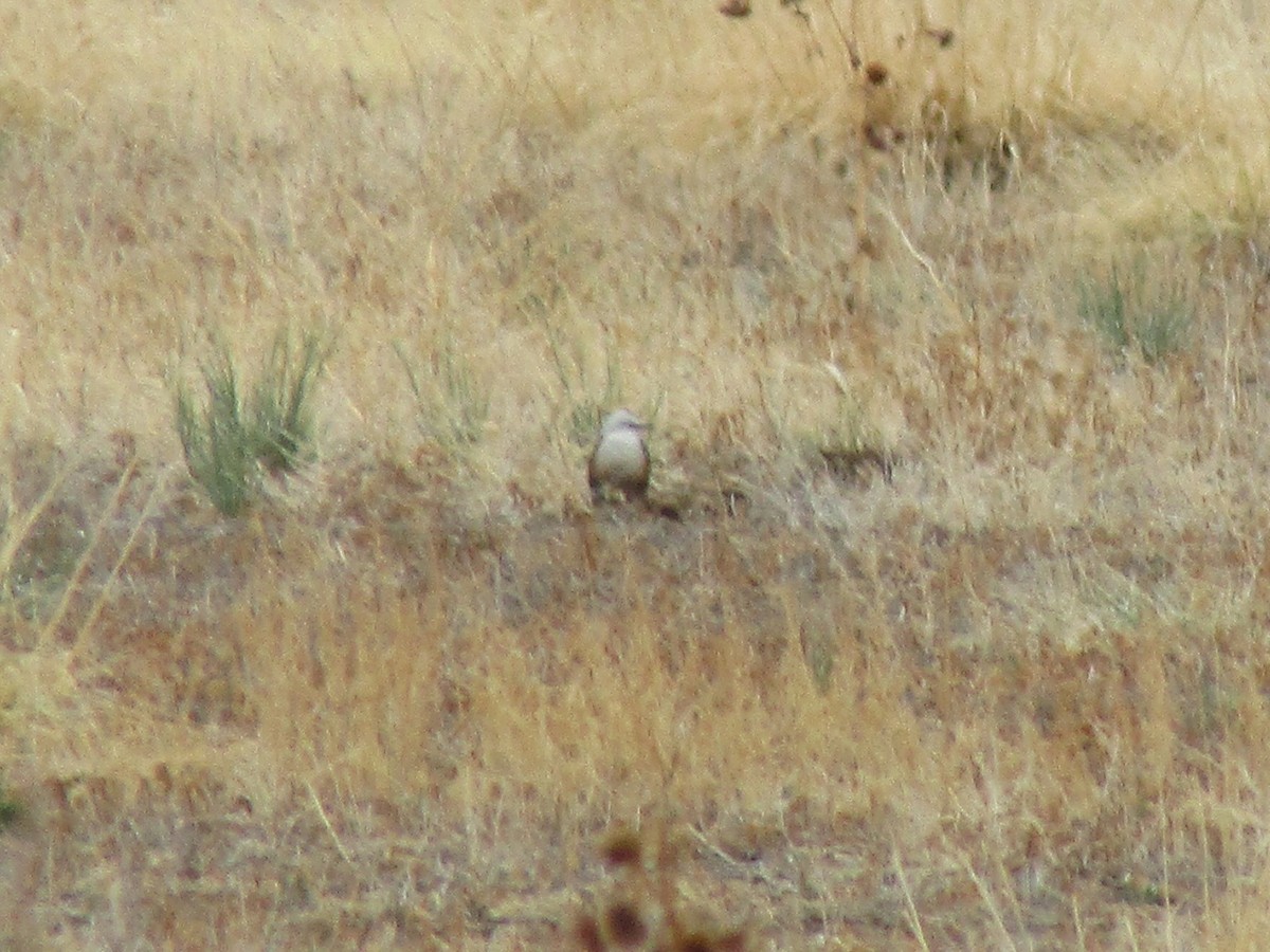 Scissor-tailed Flycatcher - ML336990381