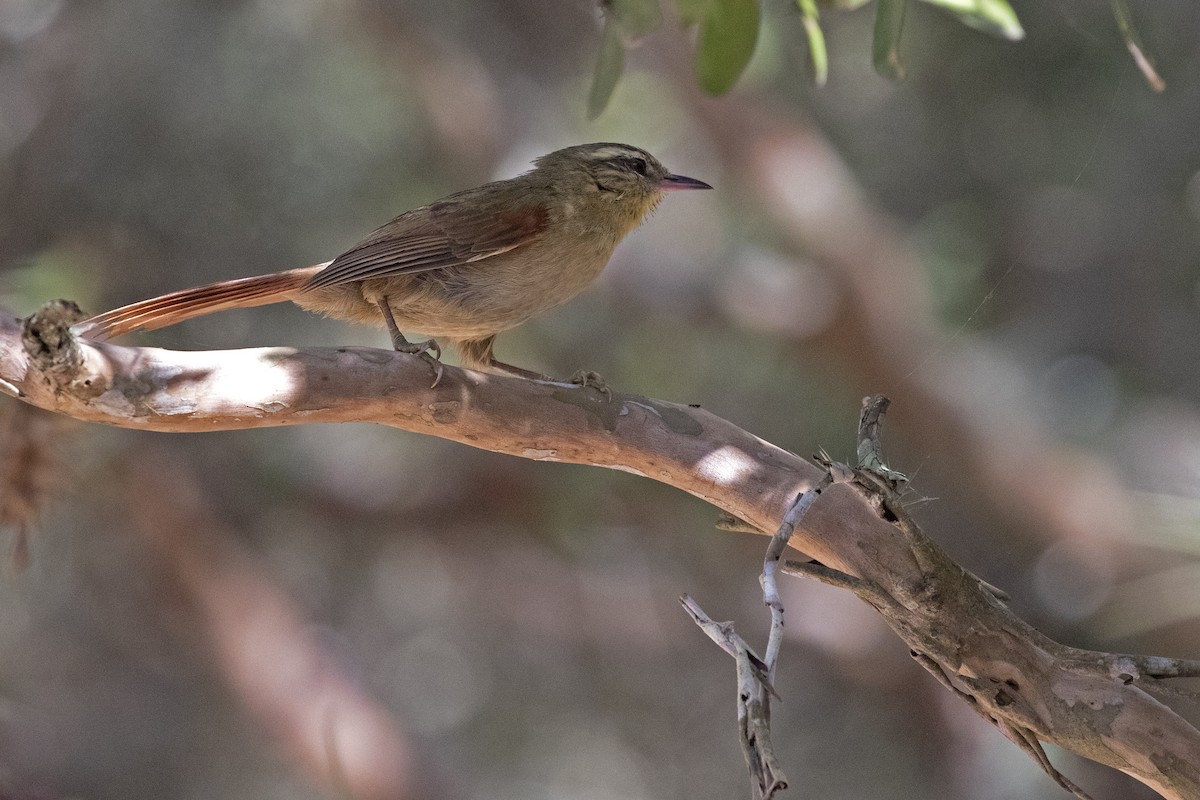 Olive Spinetail - ML336991391